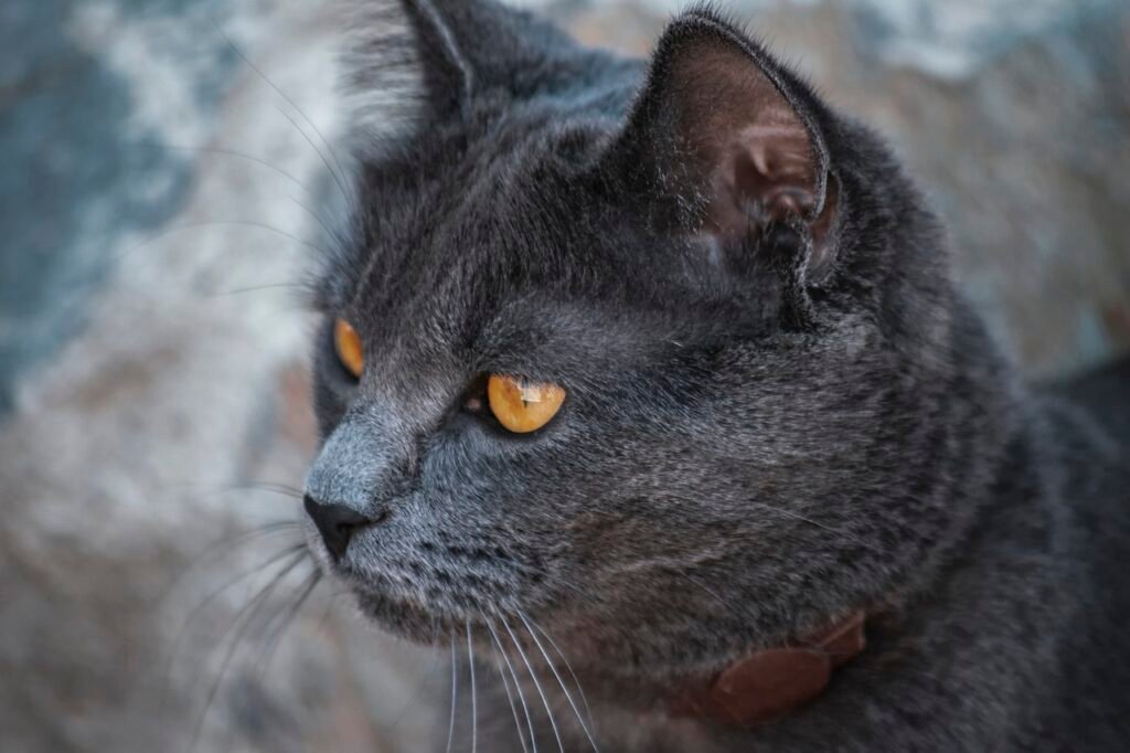 animal, cat, whiskers, nature, feline, pet, mammal, breed, british shorthair, british shorthair, british shorthair, british shorthair, british shorthair, british shorthair