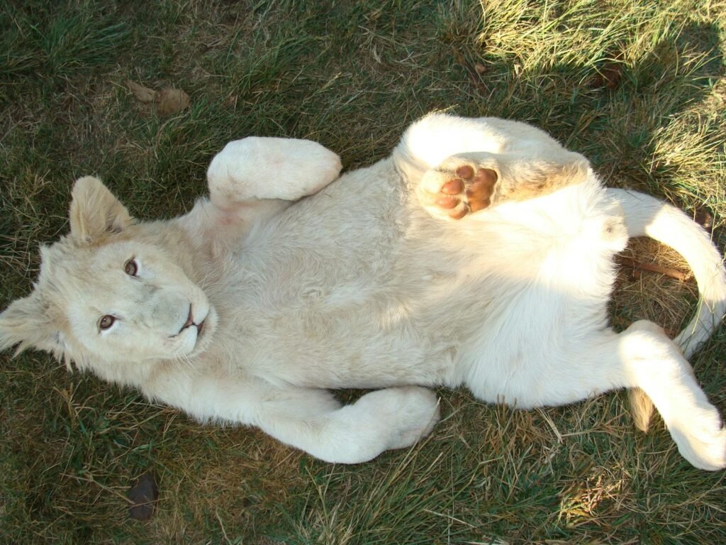 cat support: Cute white lion cub playfully lying on grass in Bo-Karoo, South Africa.