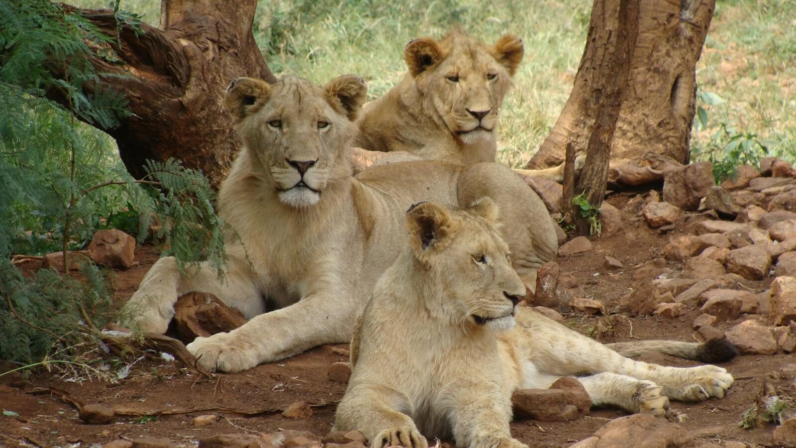 Three young lions resting on a rocky ground under trees, attentively observing their surroundings in a natural habitat.
