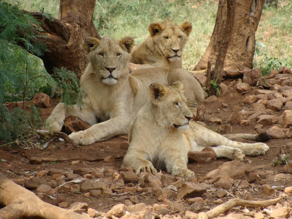 climate change: Three lions resting in their natural habitat in Bo-Karoo, South Africa.
