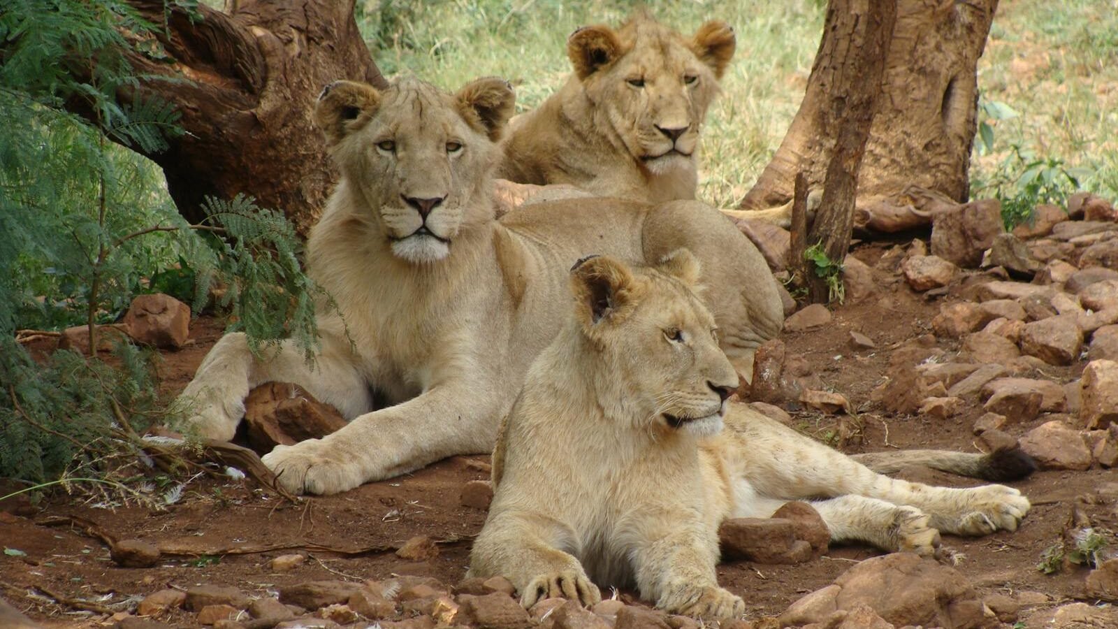 A group of lions, including an adult lioness and two young lions, resting under the shade of trees in a natural habitat, depicting their social and familial bonds.