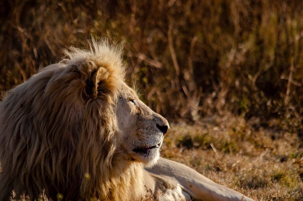Future of Big Cats in a Rapidly Changing World