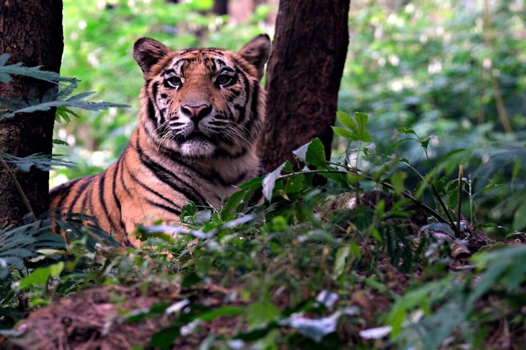 Cat Environment tiger, animal, wildlife, bengal tiger, wild animal, nature, predator, wild cat, forest, bengal tiger, bengal tiger, bengal tiger, bengal tiger, bengal tiger