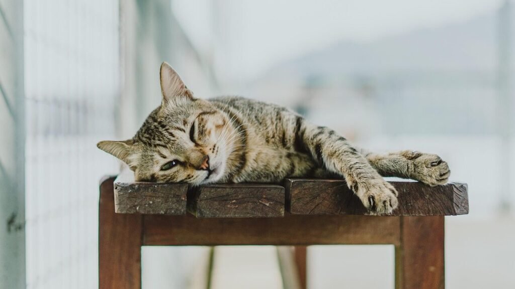 A tabby cat peacefully napping on a wooden bench outdoors, with a soft-focus background of a fenced area and distant mountains.