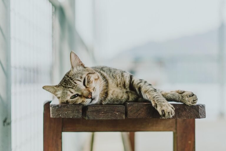 7 Ways to Help Your Indoor Cat Stay Active and Engaged