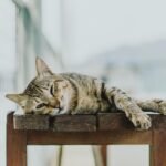 Ancient Civilizations Used Cats for Spiritual and Practical Purposes