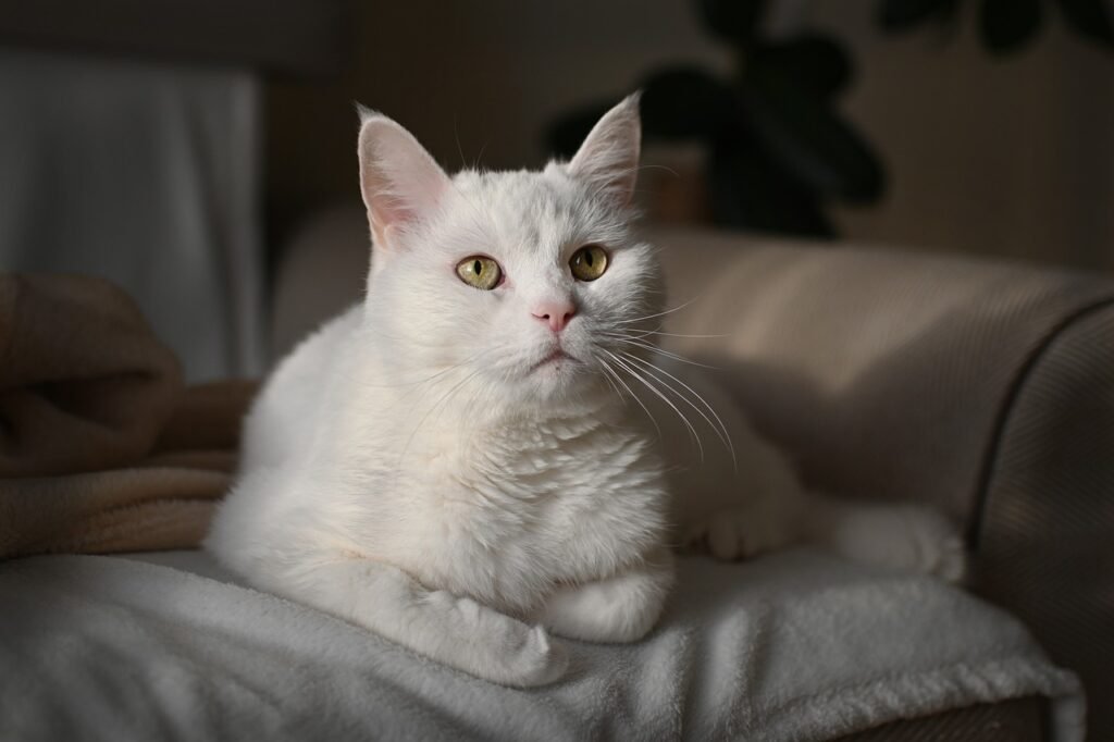 Cats Choose Their Favorite Person in a Household