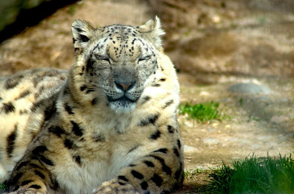 A peaceful snow leopard with eyes closed, relaxing in its natural habitat.