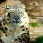 A peaceful snow leopard with eyes closed, relaxing in its natural habitat.