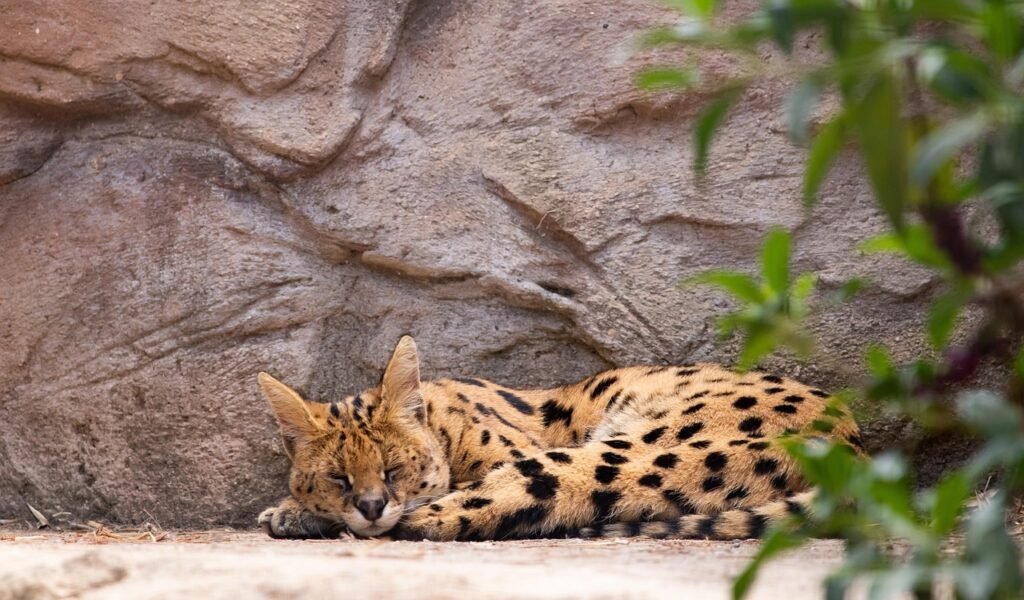 Wild Cat Species That Are More Elusive Than Tigers