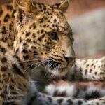 leopard, animal, mammal, big cat, nature, wild animal, wildlife, fauna, wilderness, leopard, leopard, leopard, leopard, leopard