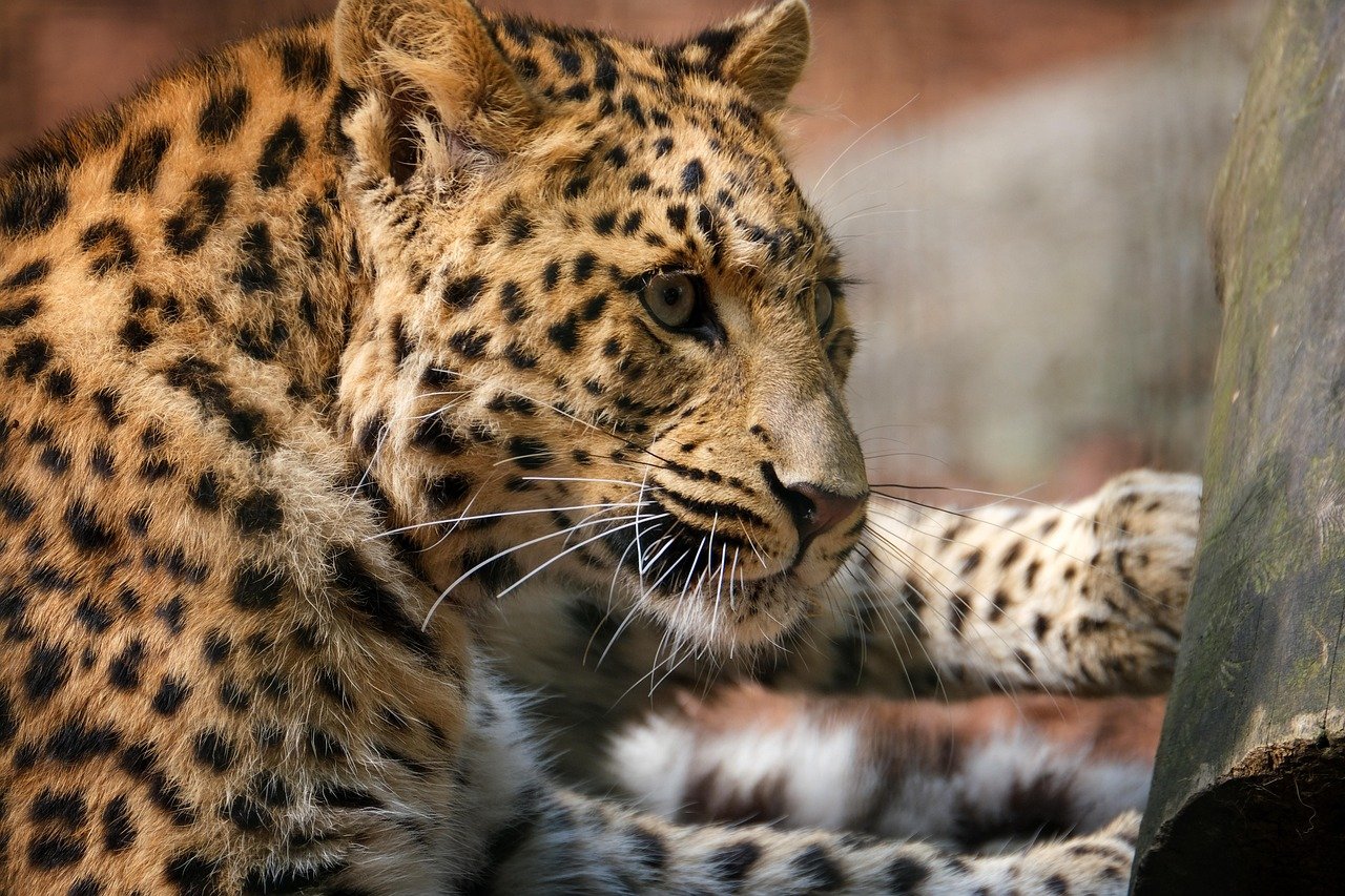 leopard, animal, mammal, big cat, nature, wild animal, wildlife, fauna, wilderness, leopard, leopard, leopard, leopard, leopard