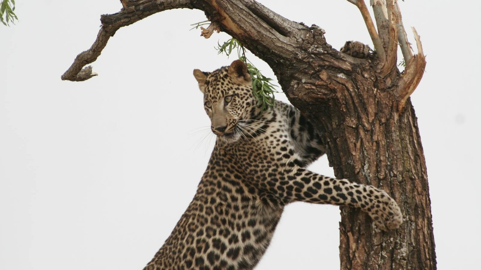 A leopard perched on a tree trunk, gripping it with its powerful paws, showcasing its strength and solitary nature against a plain background.