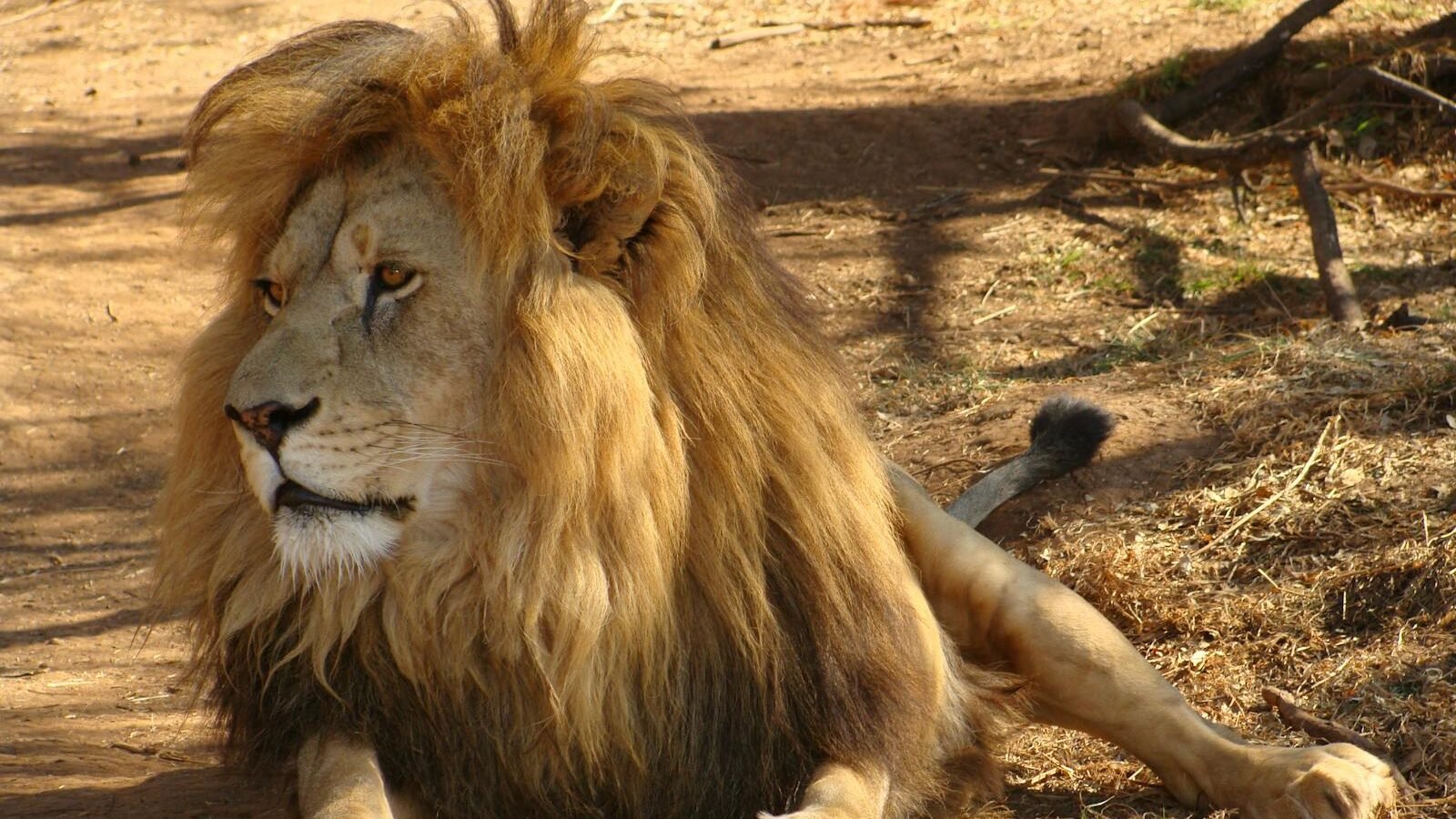 A majestic male lion with a thick golden mane resting on the dry ground, attentively observing its surroundings.