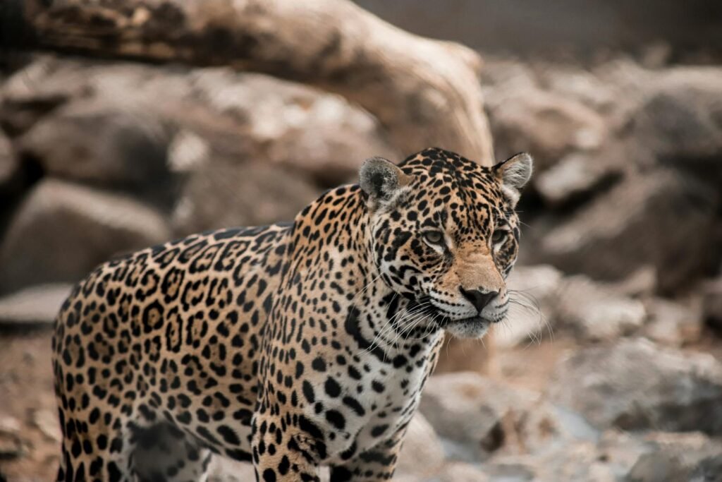 Cat Environment Close-up of a jaguar in its natural habitat with a blurred background.