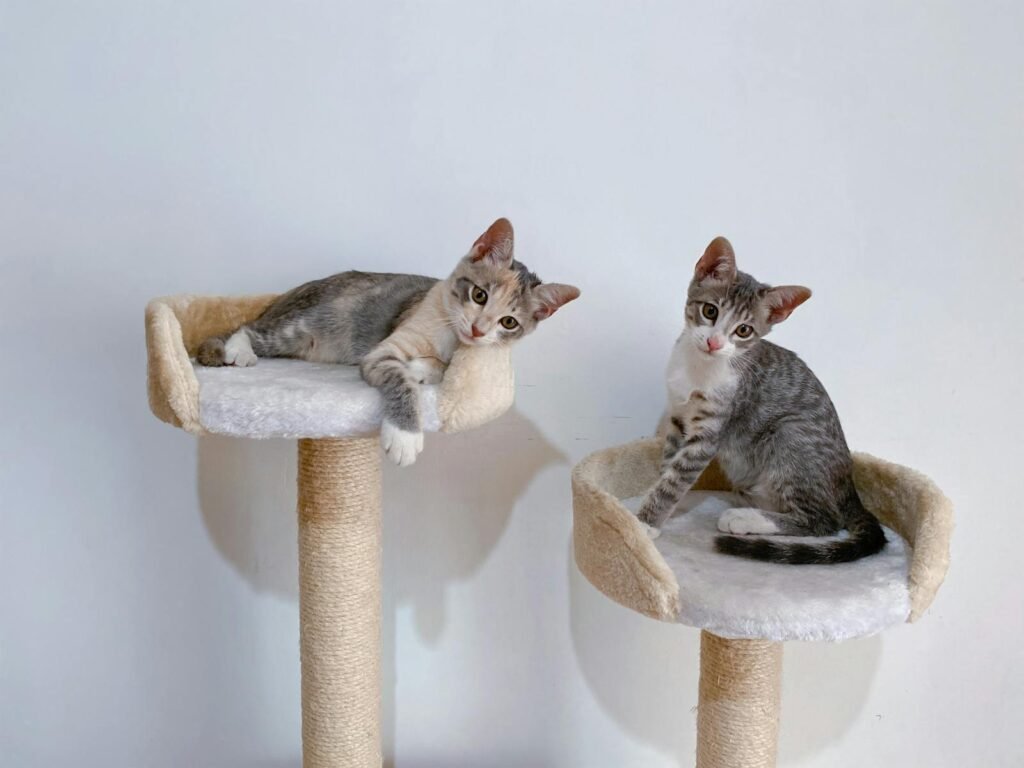 Cat Transition Two adorable kittens relaxing on cozy cat trees indoors, perfect for pet enthusiasts.