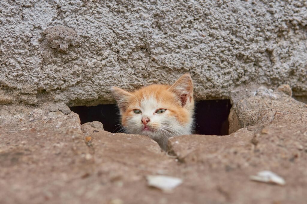 Adorable tabby kitten peeks through a wall hole, showcasing its curious nature.