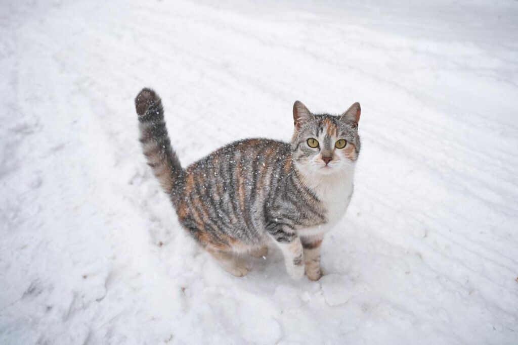 Cats’ Tail Movements A cute tabby cat enjoys a snowy day outdoors, captured in winter chill.