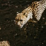 A focused cheetah moves stealthily across rugged terrain, displaying its sharp hunting instincts and strategic approach to capturing prey.