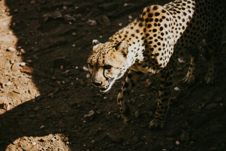 A focused cheetah moves stealthily across rugged terrain, displaying its sharp hunting instincts and strategic approach to capturing prey.