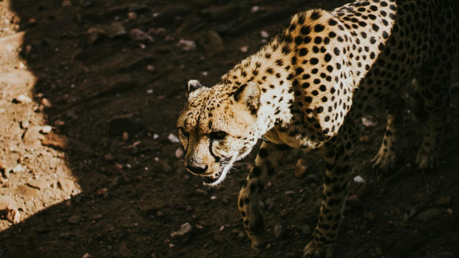 A focused cheetah moves stealthily across rugged terrain, displaying its sharp hunting instincts and strategic approach to capturing prey.