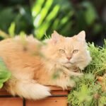 A fluffy Maine Coon cat relaxing among green plants in a garden setting.