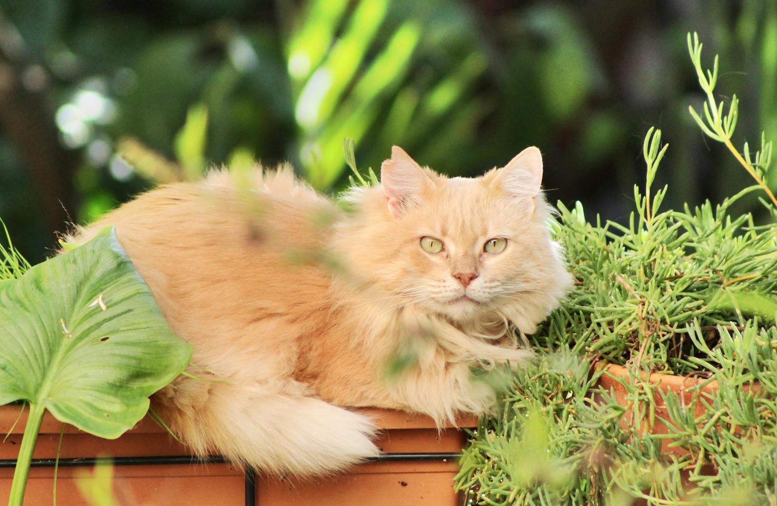 A fluffy Maine Coon cat relaxing among green plants in a garden setting.