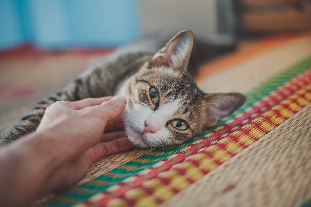 A close-up of a relaxed tabby cat lying on a colorful woven rug, being gently stroked on the head by a human hand.