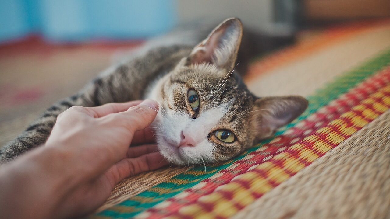 A close-up of a relaxed tabby cat lying on a colorful woven rug, being gently stroked on the head by a human hand.