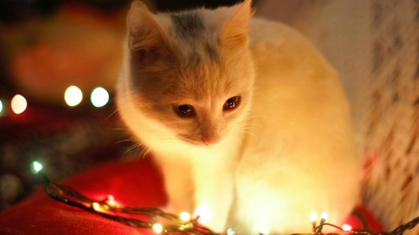 A small white and orange cat surrounded by colorful lights looking curiously at the glowing lights in a cozy setting.
