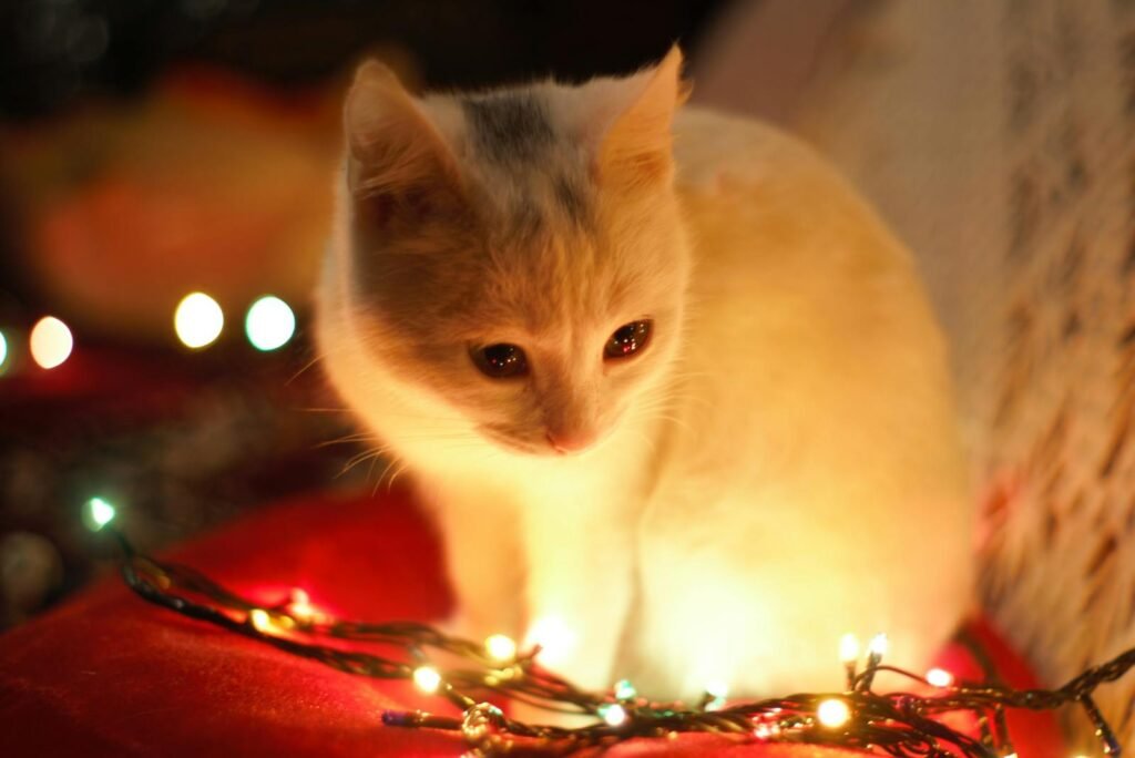 household cat: Charming white kitten surrounded by colorful Christmas lights, evokes festive warmth.