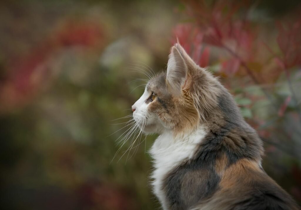 cat tricks: Close-up of a tabby cat's profile with focus on its fur and whiskers in an outdoor setting.