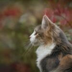 Close-up of a tabby cat's profile with focus on its fur and whiskers in an outdoor setting.