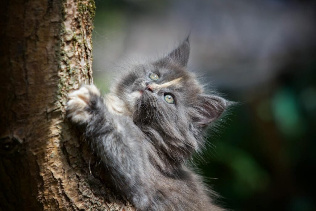Grey cat
