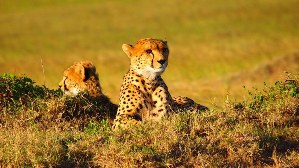fact about cheetahs