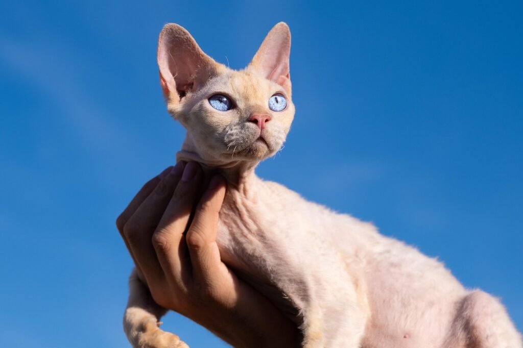 A close-up of a small cream and orange kitten with distinctive wavy fur and large, expressive eyes. The kitten's ears are slightly curled back, resembling traits of other breeds.