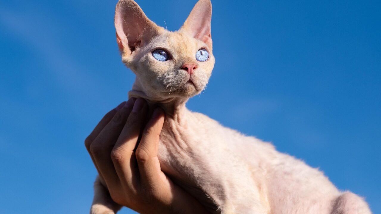 A close-up of a small cream and orange kitten with distinctive wavy fur and large, expressive eyes. The kitten's ears are slightly curled back, resembling traits of other breeds.