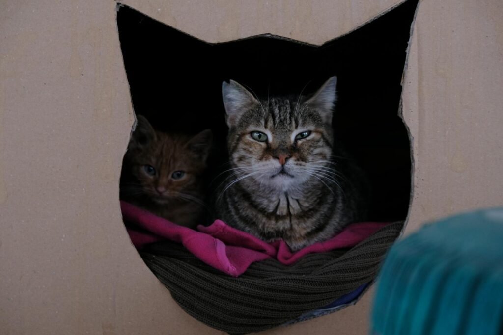 Tabby cat and kitten snuggled in a cardboard box with colorful blankets.