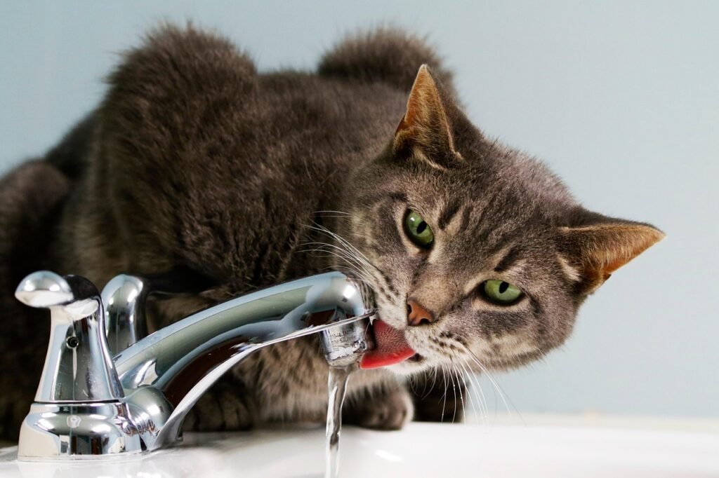 Drinking Cat cat, drinking, tap water, domestic cat, animal, feline, mammal, nature, pet, cat, cat, cat, cat, cat, tap water, tap water, tap water, tap water, tap water, animal, feline