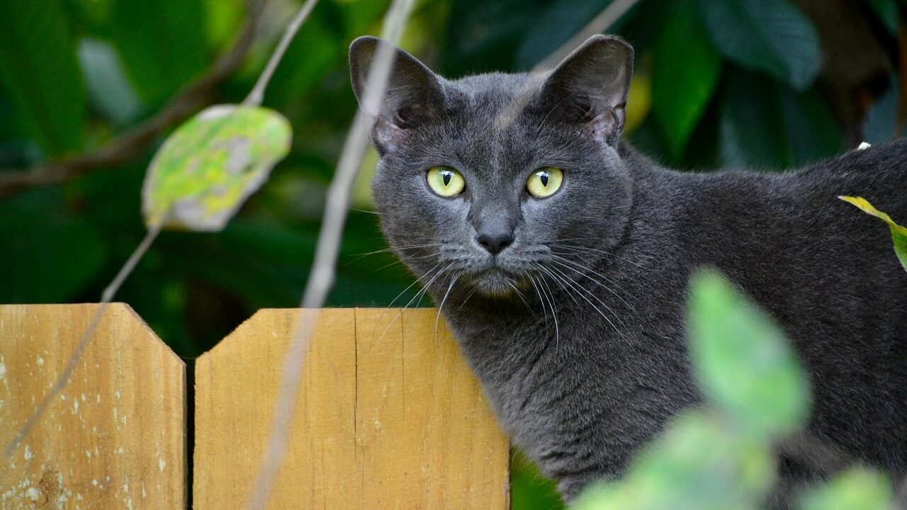 A sleek gray cat with green eyes perched on a wooden fence surrounded by green foliage