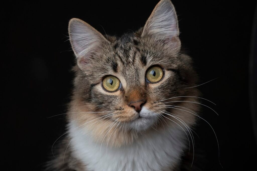 Cats Experience the World