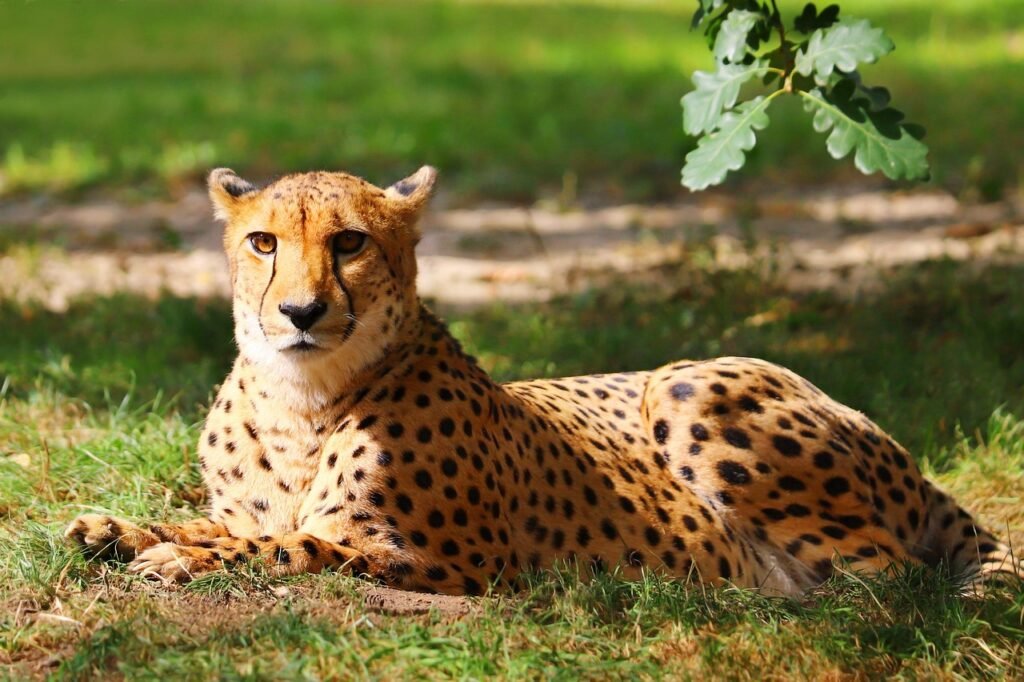 fact about cheetahs