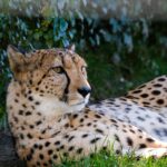 How Cheetahs Use Speed to Outsmart Their Prey
