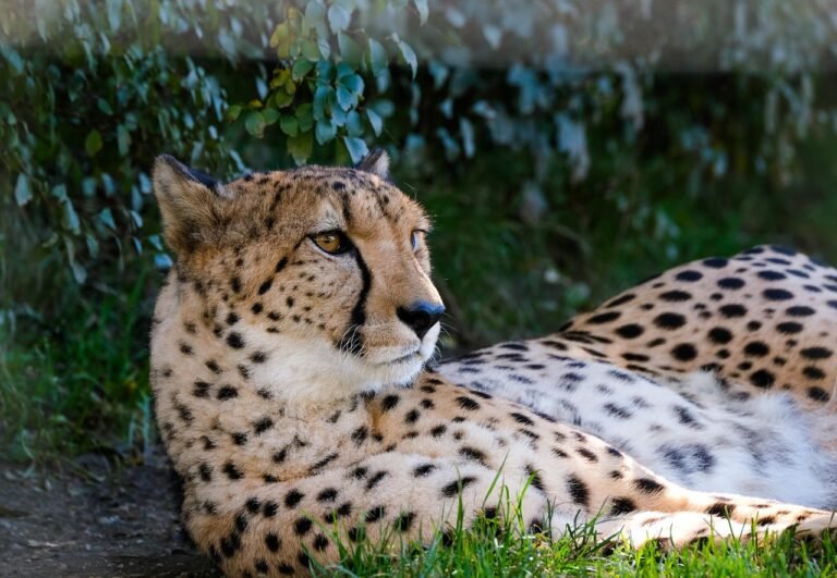 How Cheetahs Use Speed to Outsmart Their Prey
