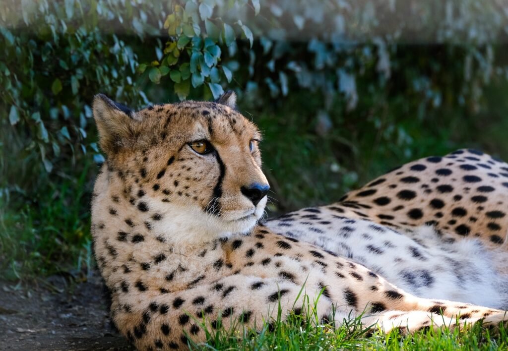 fact about cheetahs