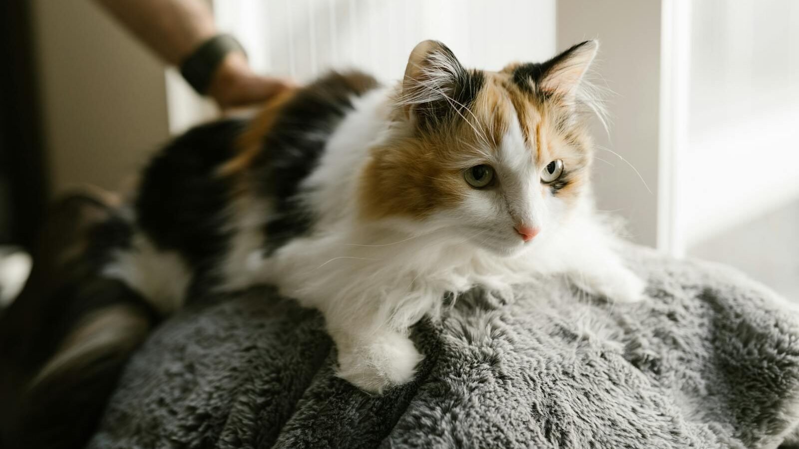 A fluffy calico cat gently presses its head against a soft blanket, showcasing the affectionate head-butting behavior common among felines.