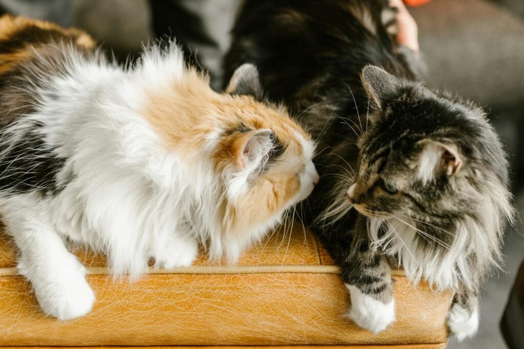 Two long-haired cats are gently nuzzling each other, one with a fluffy orange and white coat and the other with a darker tabby coat. They are lying on a wooden surface.