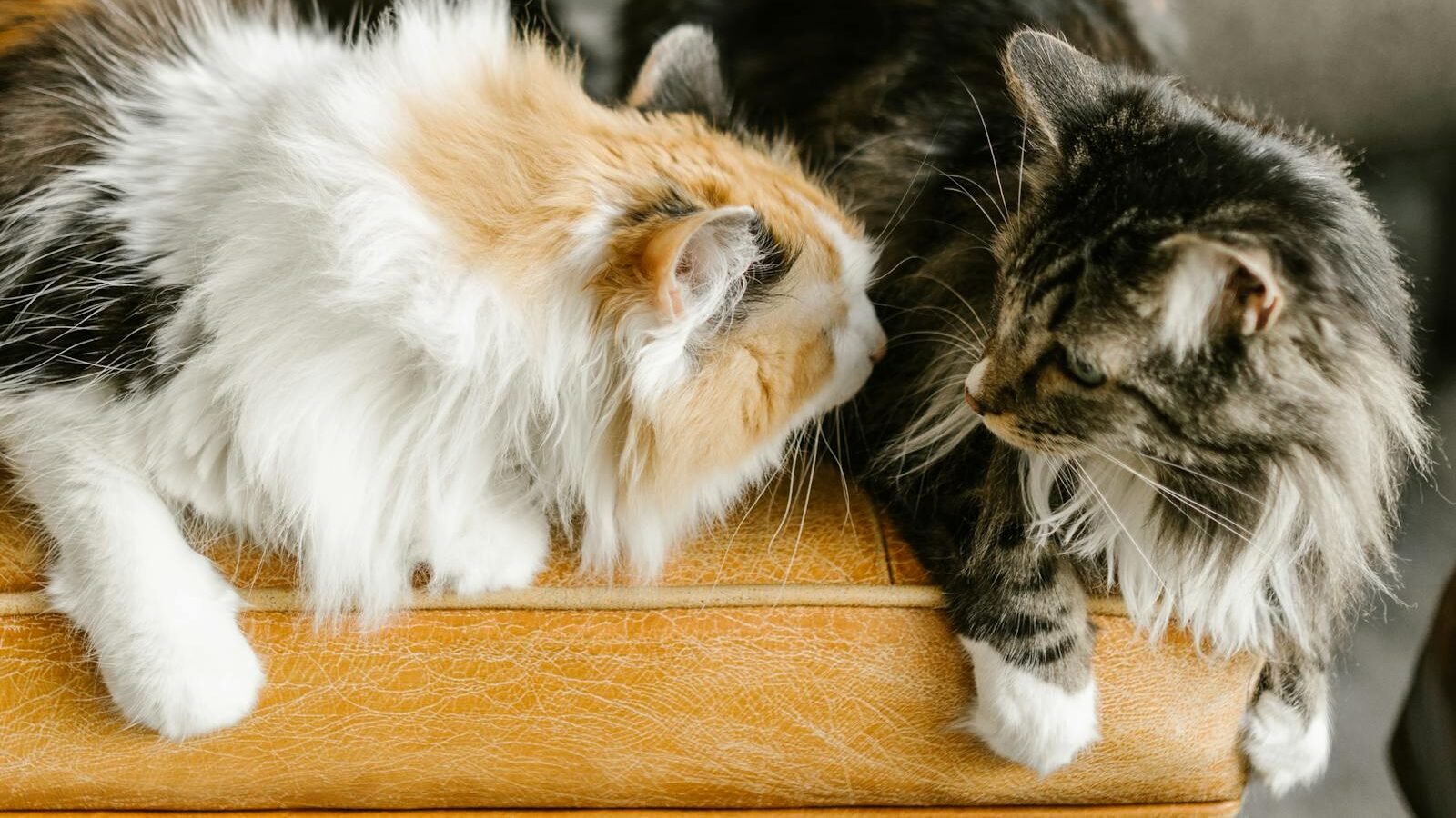 Two long-haired cats are gently nuzzling each other, one with a fluffy orange and white coat and the other with a darker tabby coat. They are lying on a wooden surface.