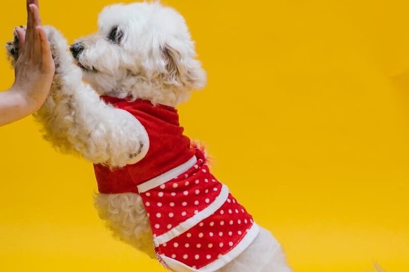 A small white dog in a red polka-dotted shirt is standing on its hind legs, performing a high-five with a person. The background is bright yellow, adding to the cheerful atmosphere.