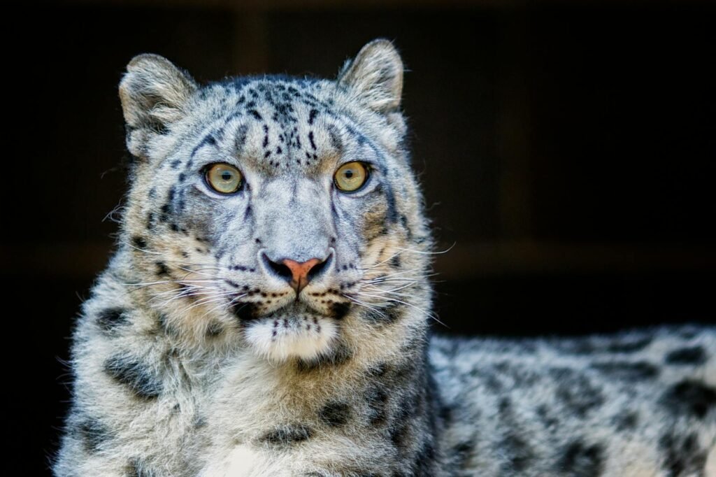 big cat Detailed portrait of a snow leopard showcasing fur texture and piercing eyes, captured in Omaha Zoo.